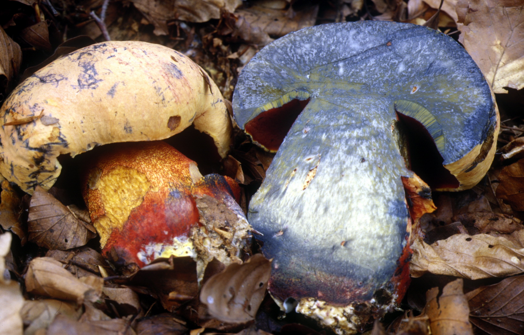 Imperator rhodopurpureus