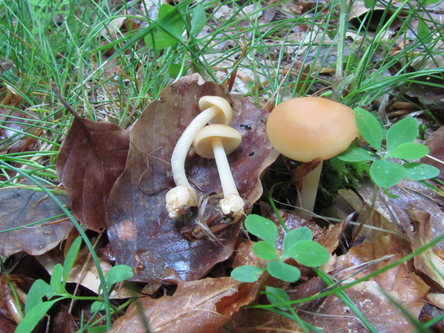 Gymnopus aquosus