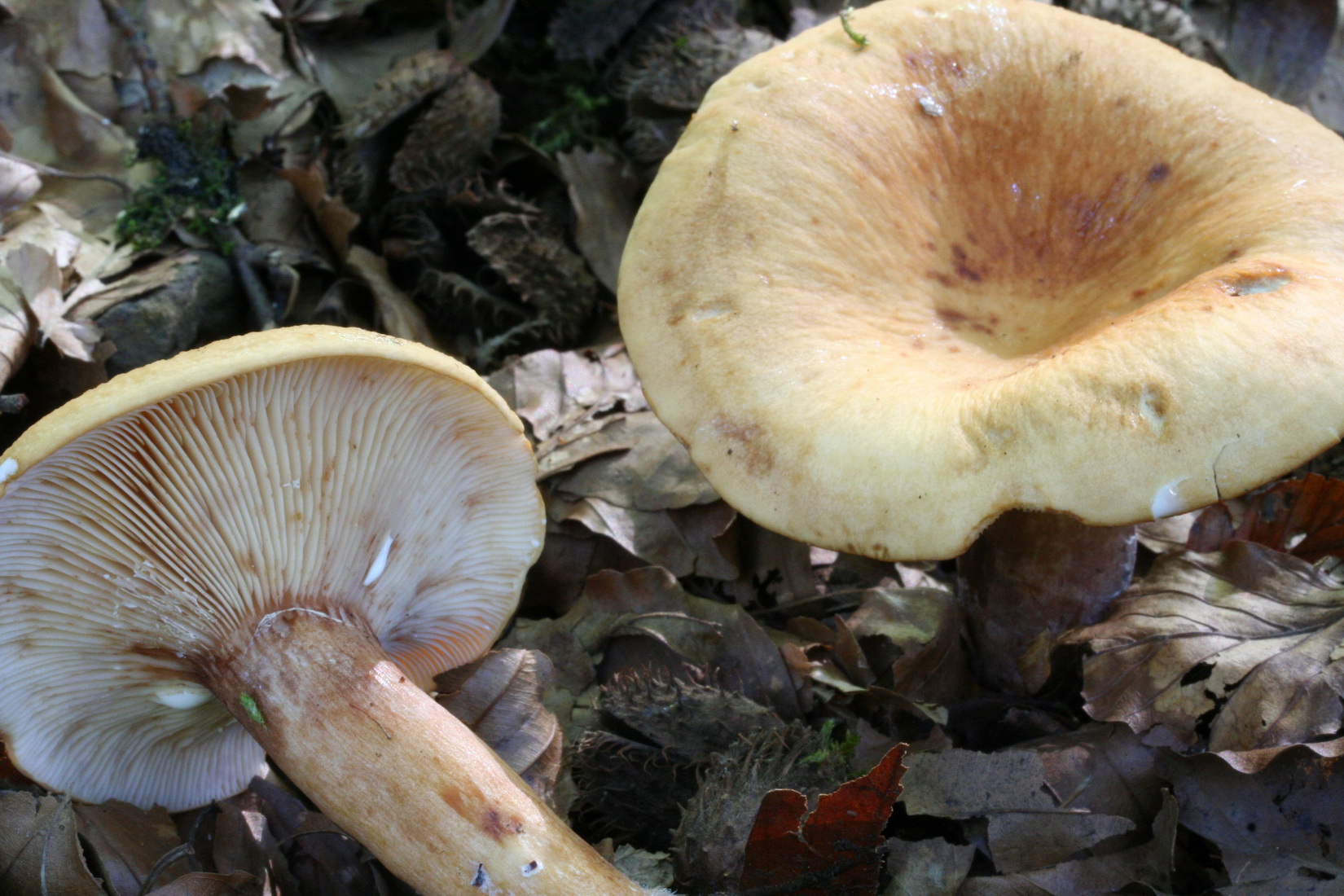 Lactarius rubrocinctus