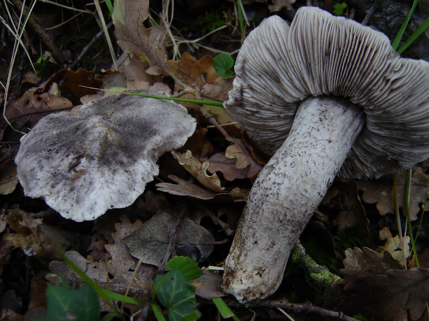 Tricholoma bresadolanum