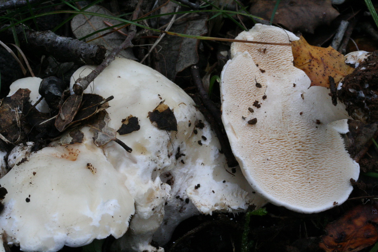 Hydnum albidum