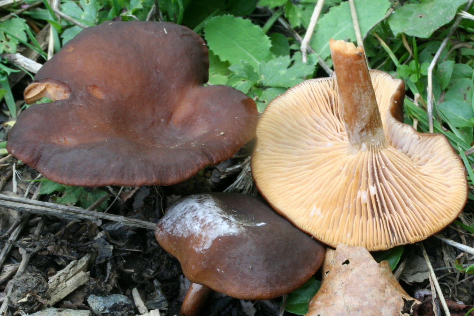 Lactarius subumbonatus