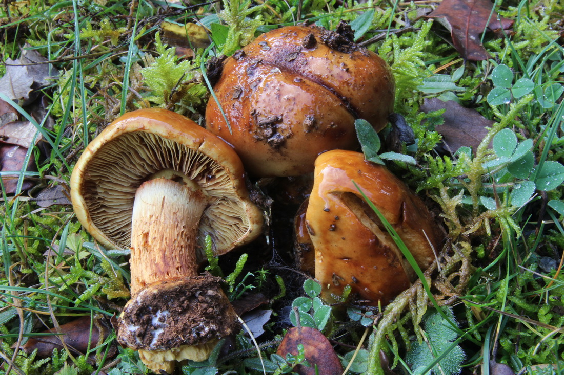 Cortinarius elegantior var_quercus-ilicis