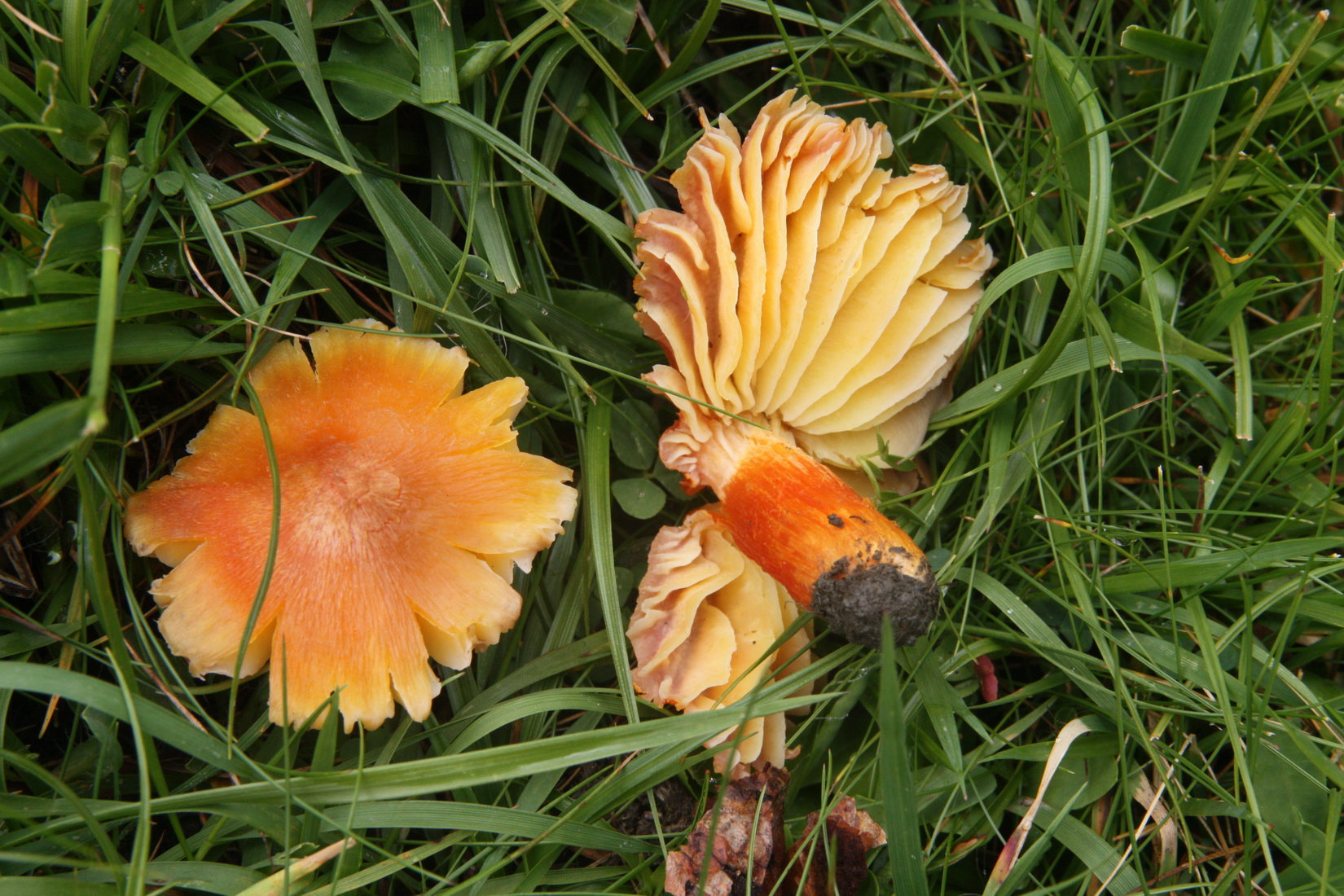 Hygrocybe punicea
