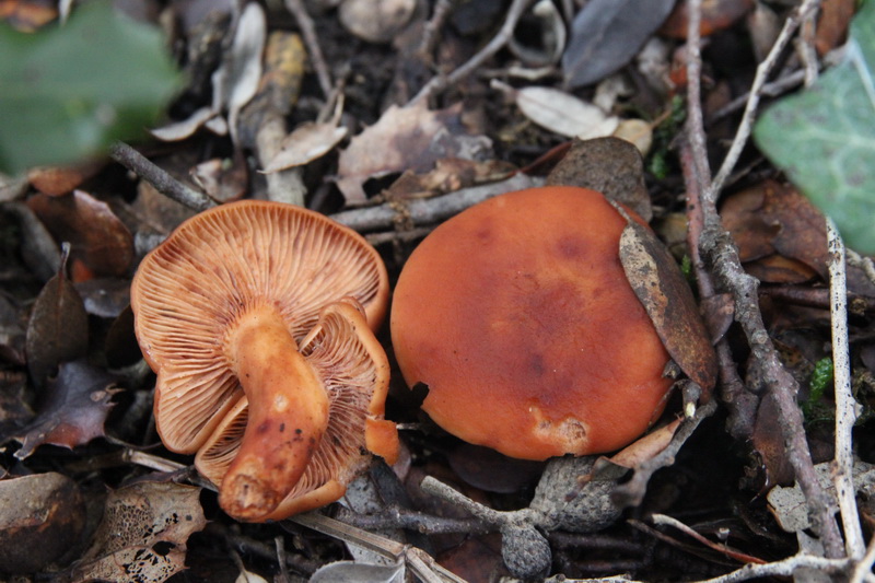 Lactarius atlanticus