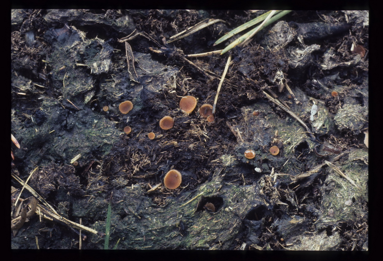 Cheilymenia fimicola