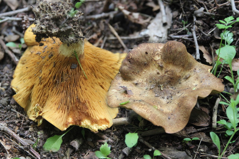 Paxillus filamentosus