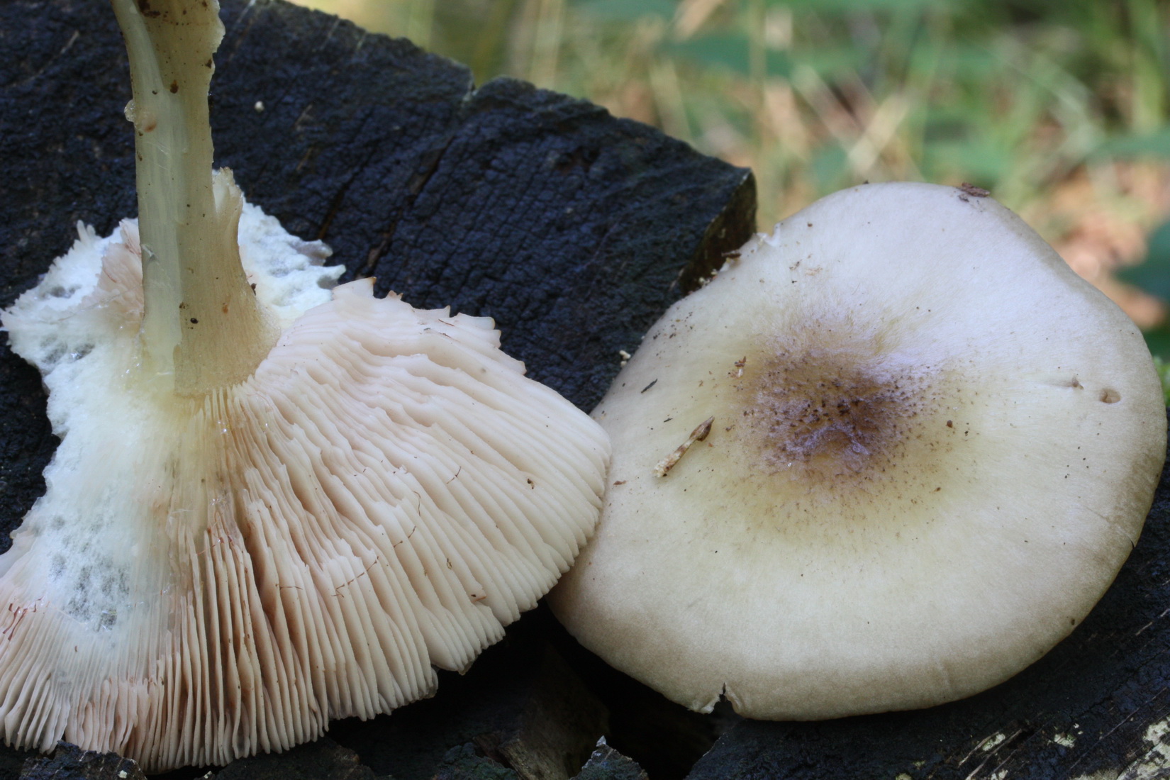 Pluteus petasatus