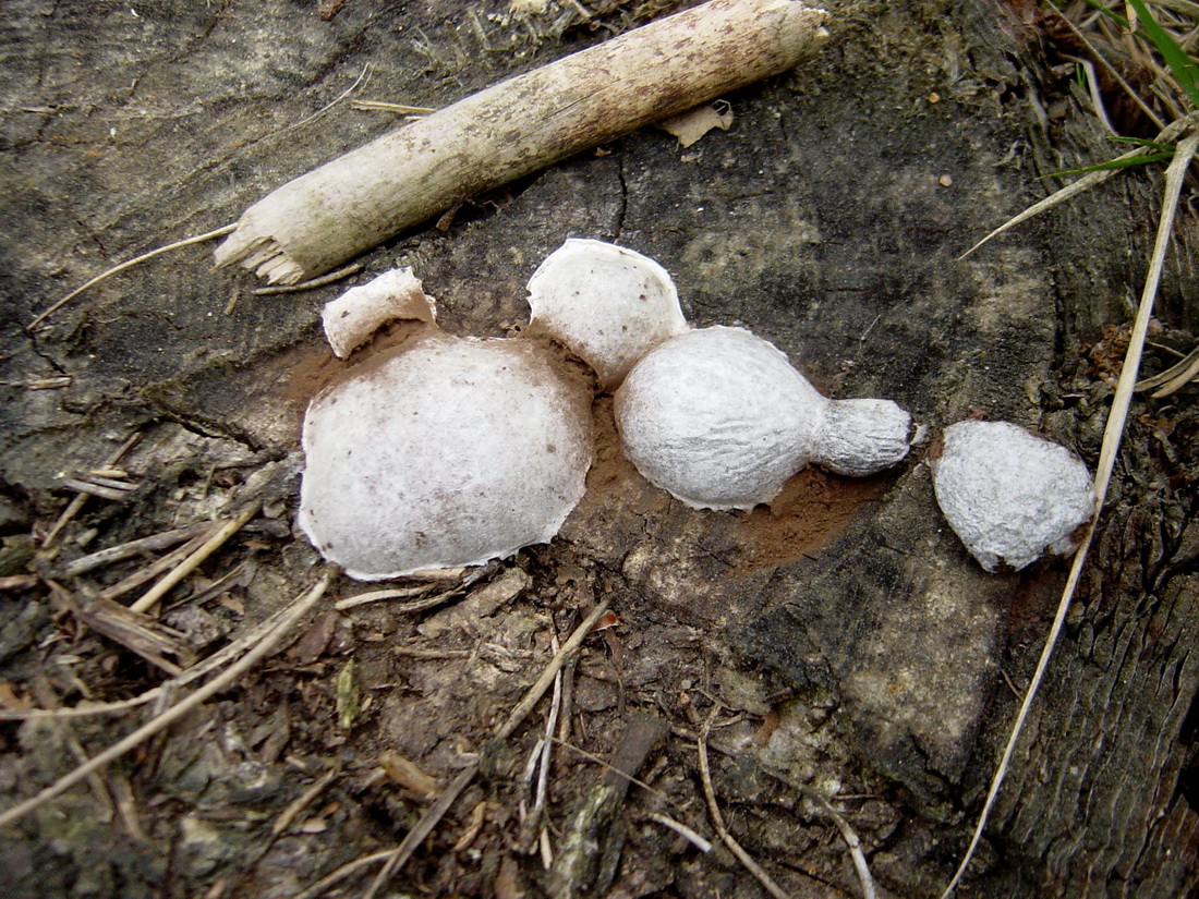Reticularia lycoperdon