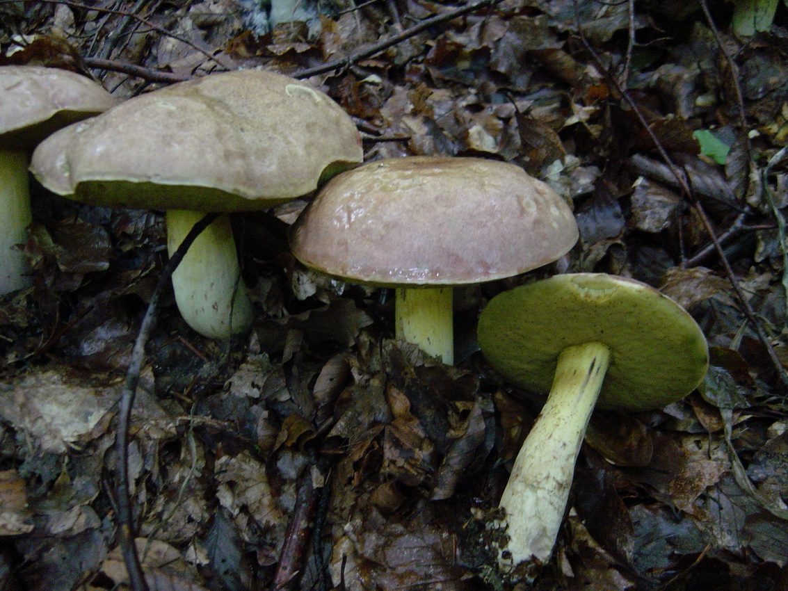 Butyriboletus fechtneri