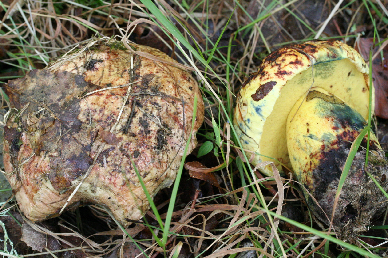 Imperator xanthocyaneus
