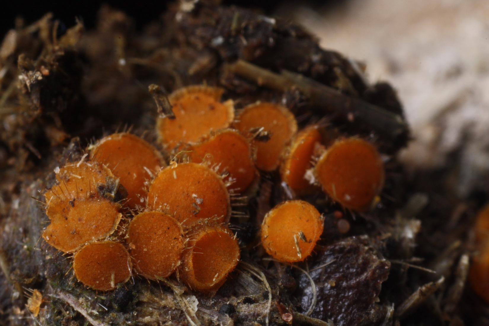 Cheilymenia stercorea