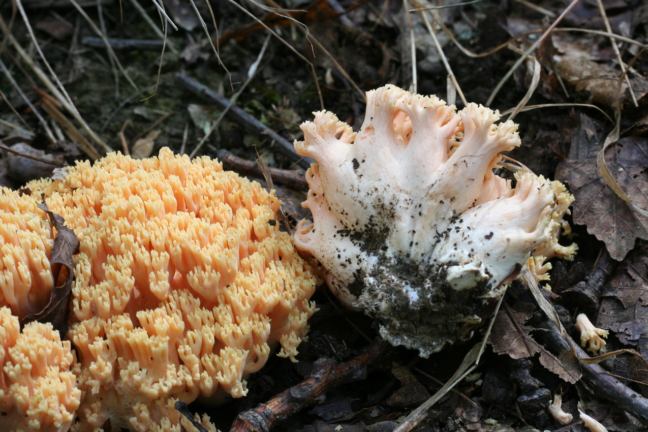 Ramaria neoformosa