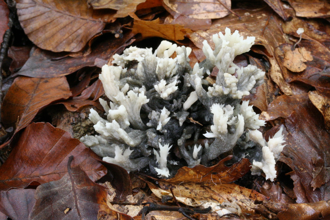 Helminthosphaeria clavariarum