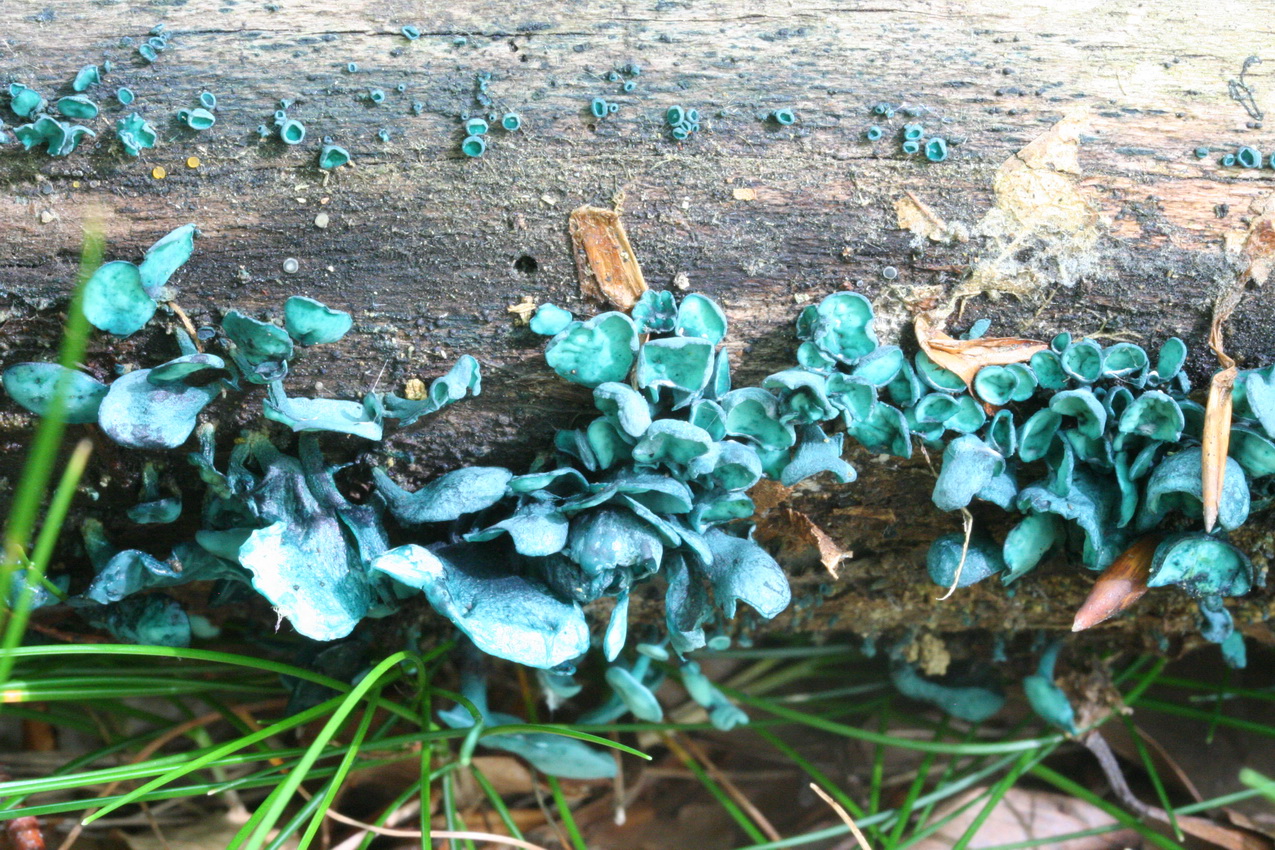 Chlorociboria aeruginascens