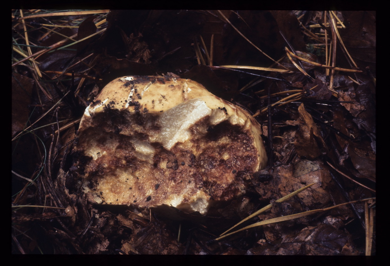 Choiromyces meandriformis