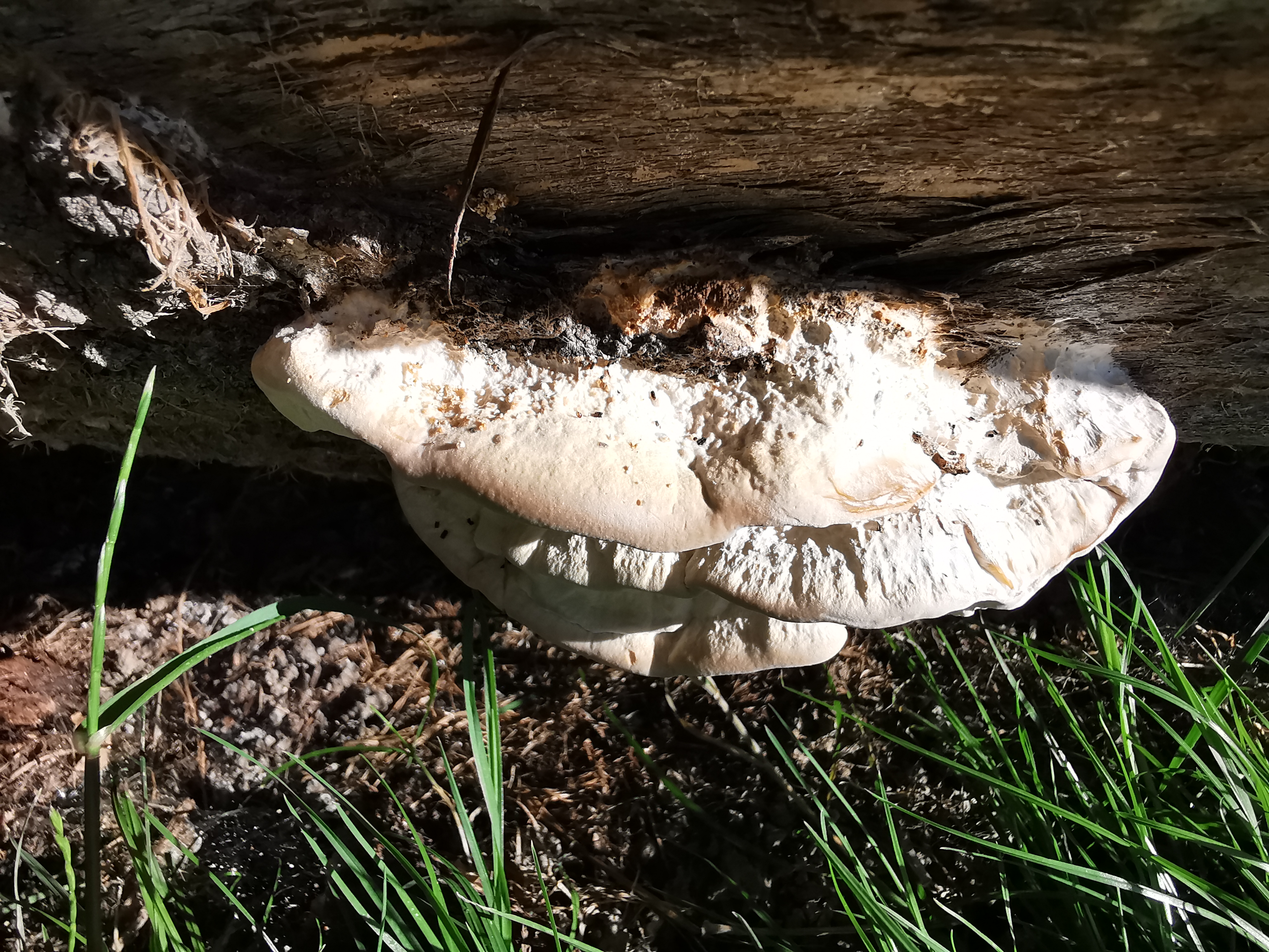 Trametes pubescens
