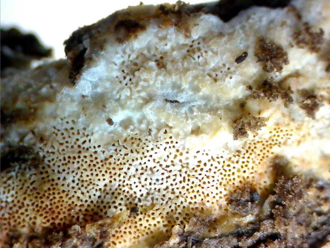 Mycoacia gilvescens