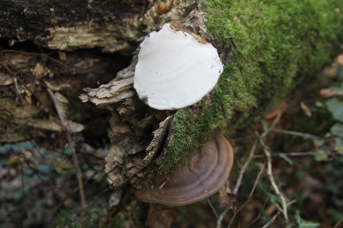 Ganoderma pfeifferi