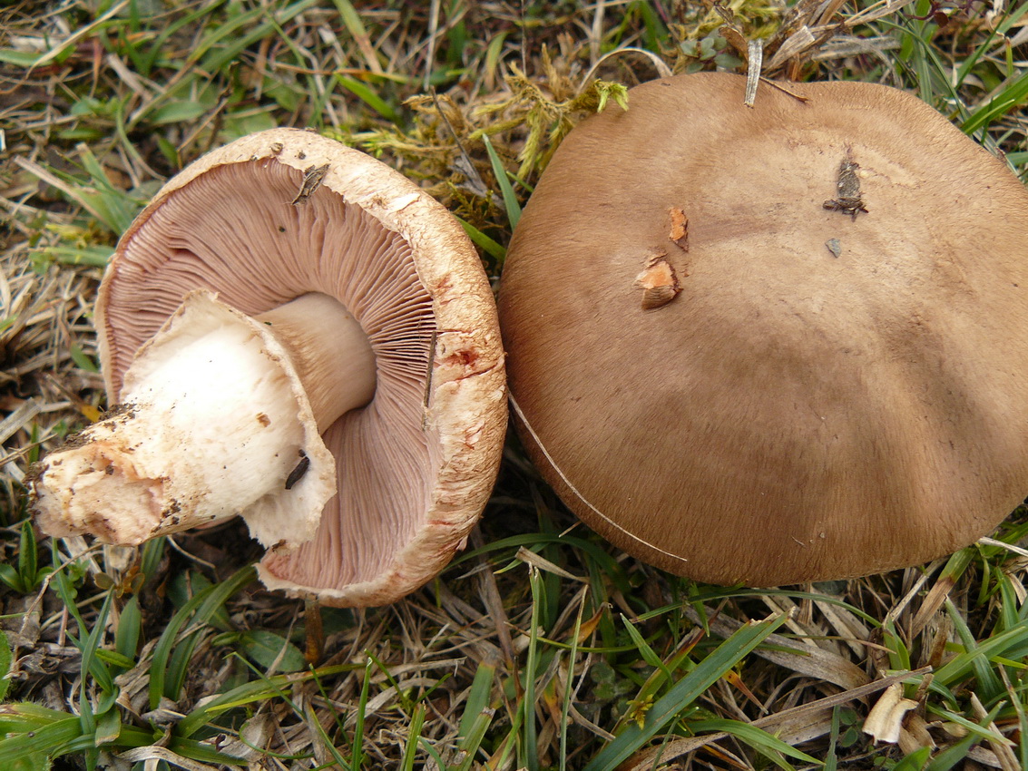 Agaricus langei