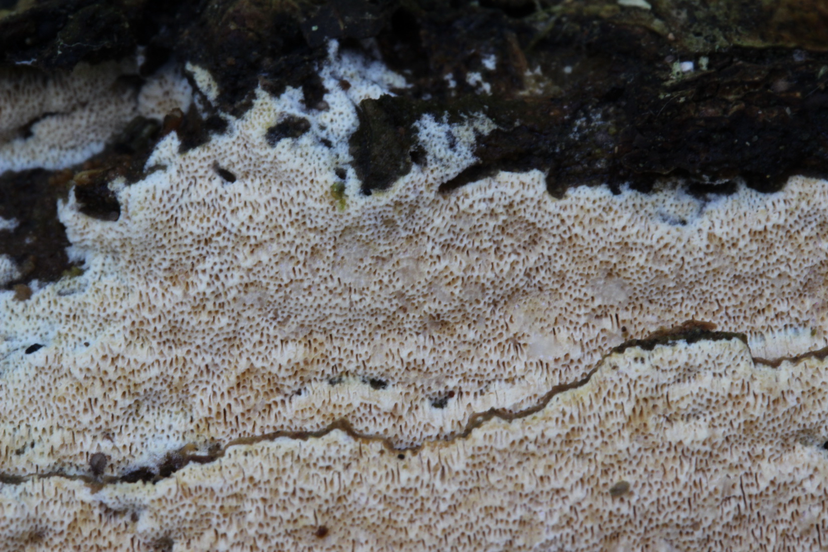 Kneiffiella flavipora