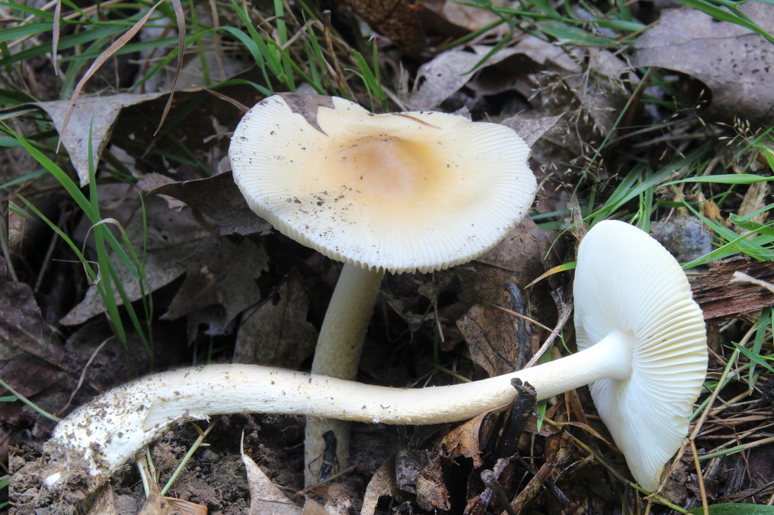 Amanita subnudipes