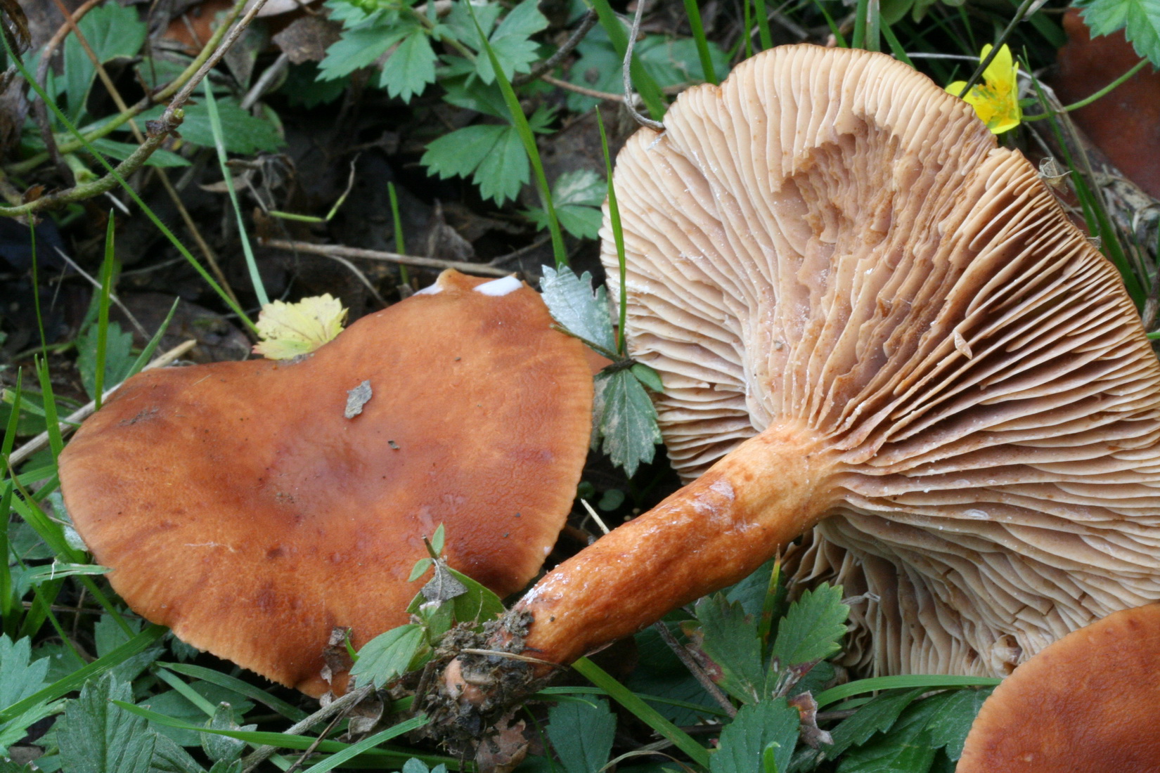Lactarius fulvissimus
