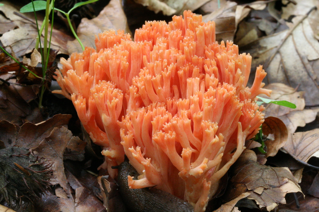 Ramaria subbotrytis