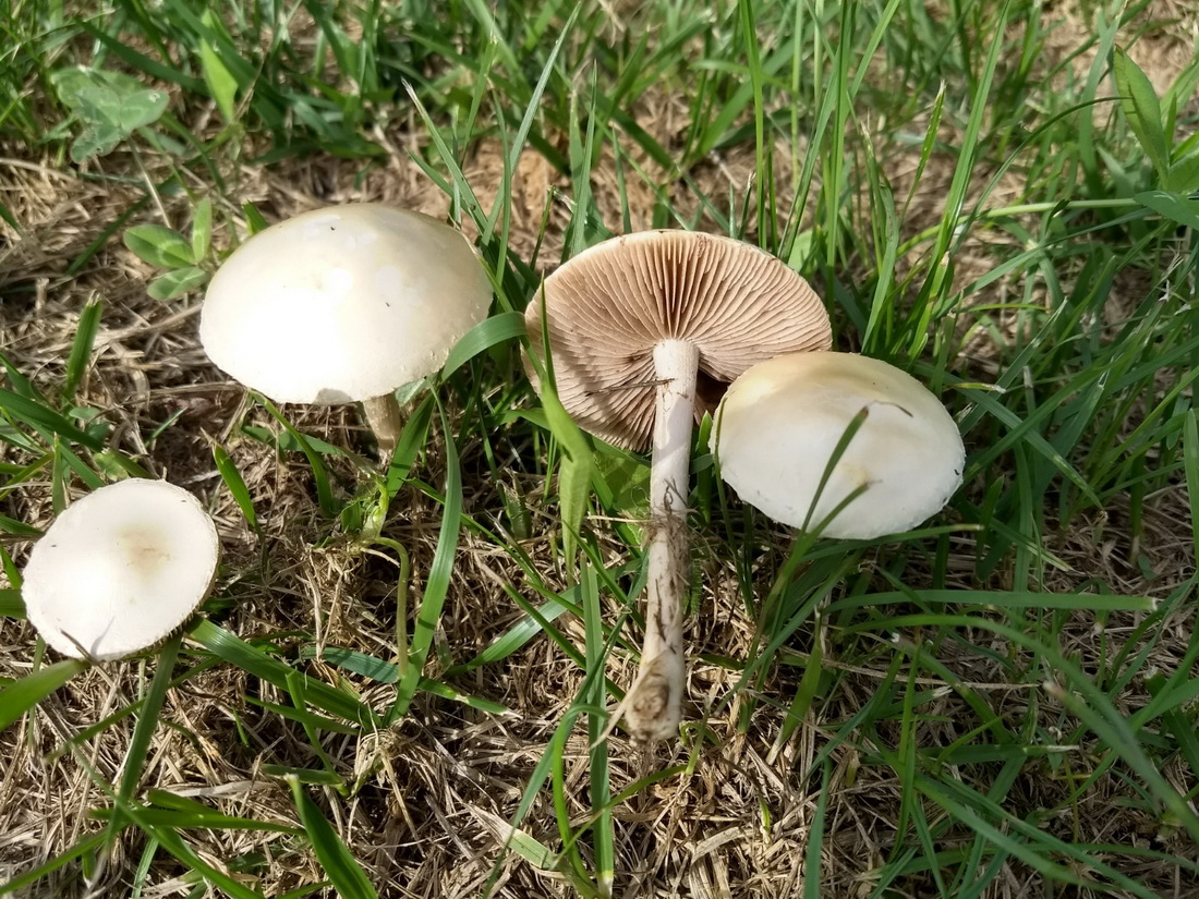 Agrocybe pediades