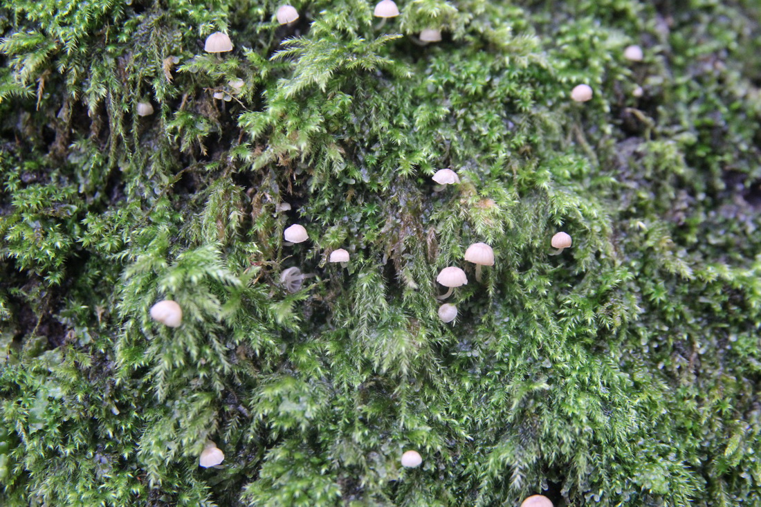 Phloeomana alba