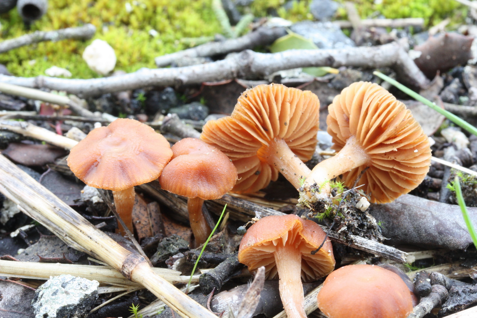 Tubaria romagnesiana
