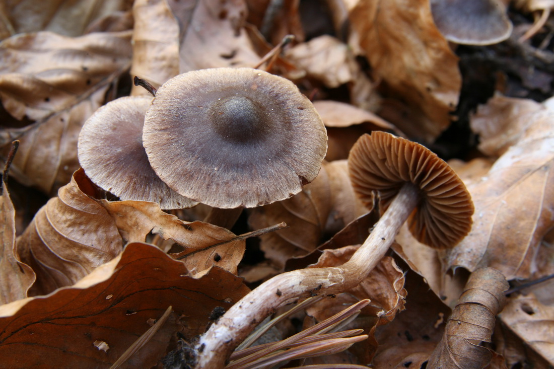 Cortinarius casimiri