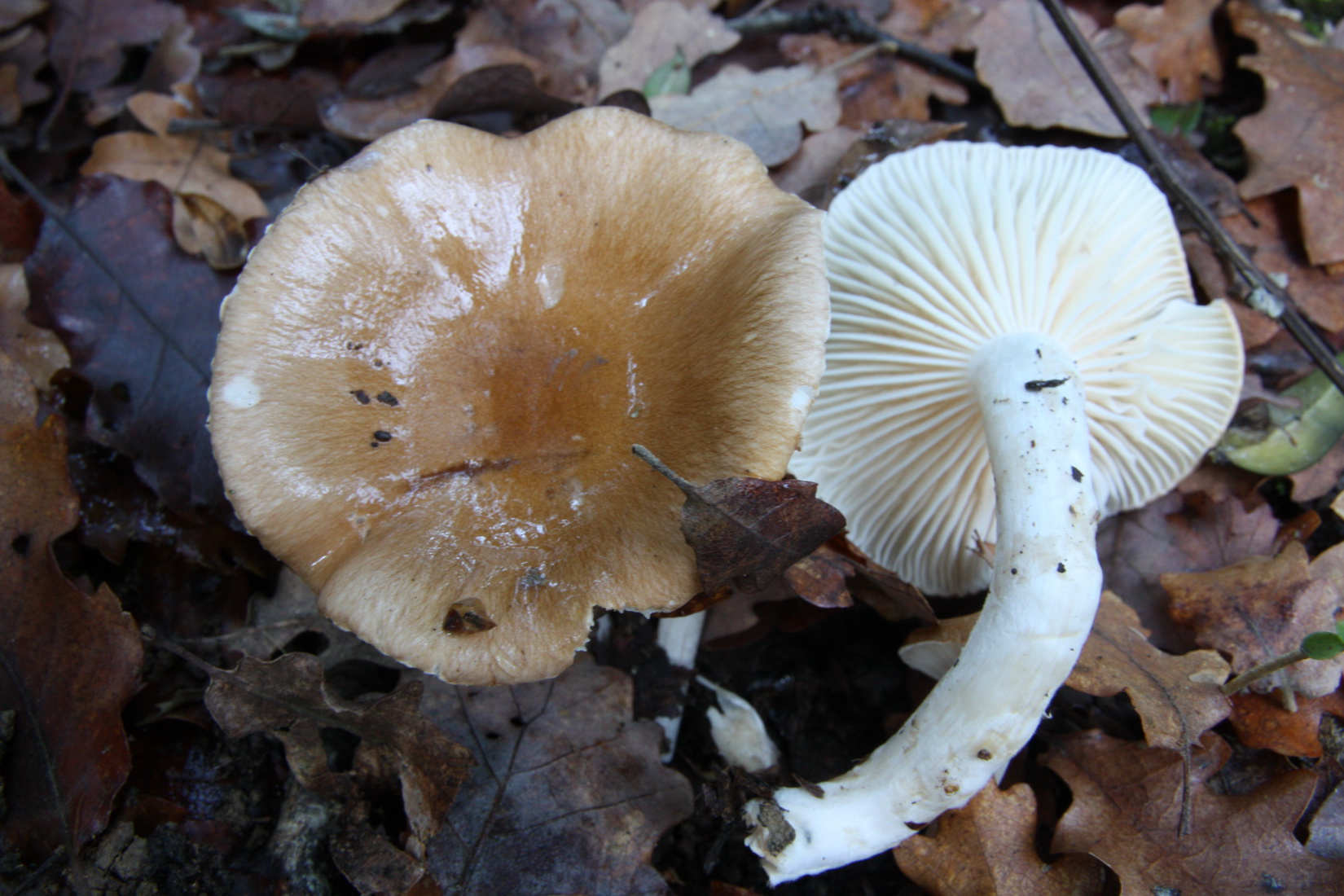 Hygrophorus arbustivus var_quercetorum
