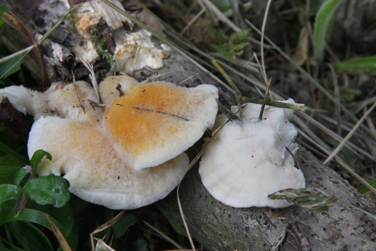 Tyromyces kmetii