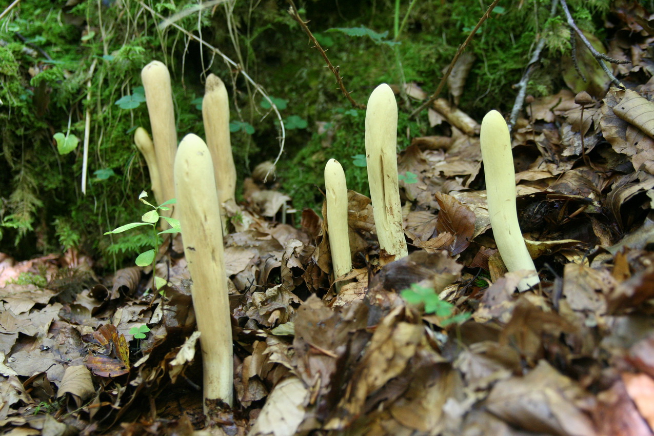 Clavariadelphus pistillaris