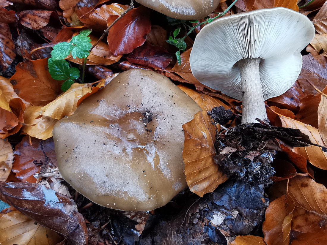 Melanoleuca polioleuca