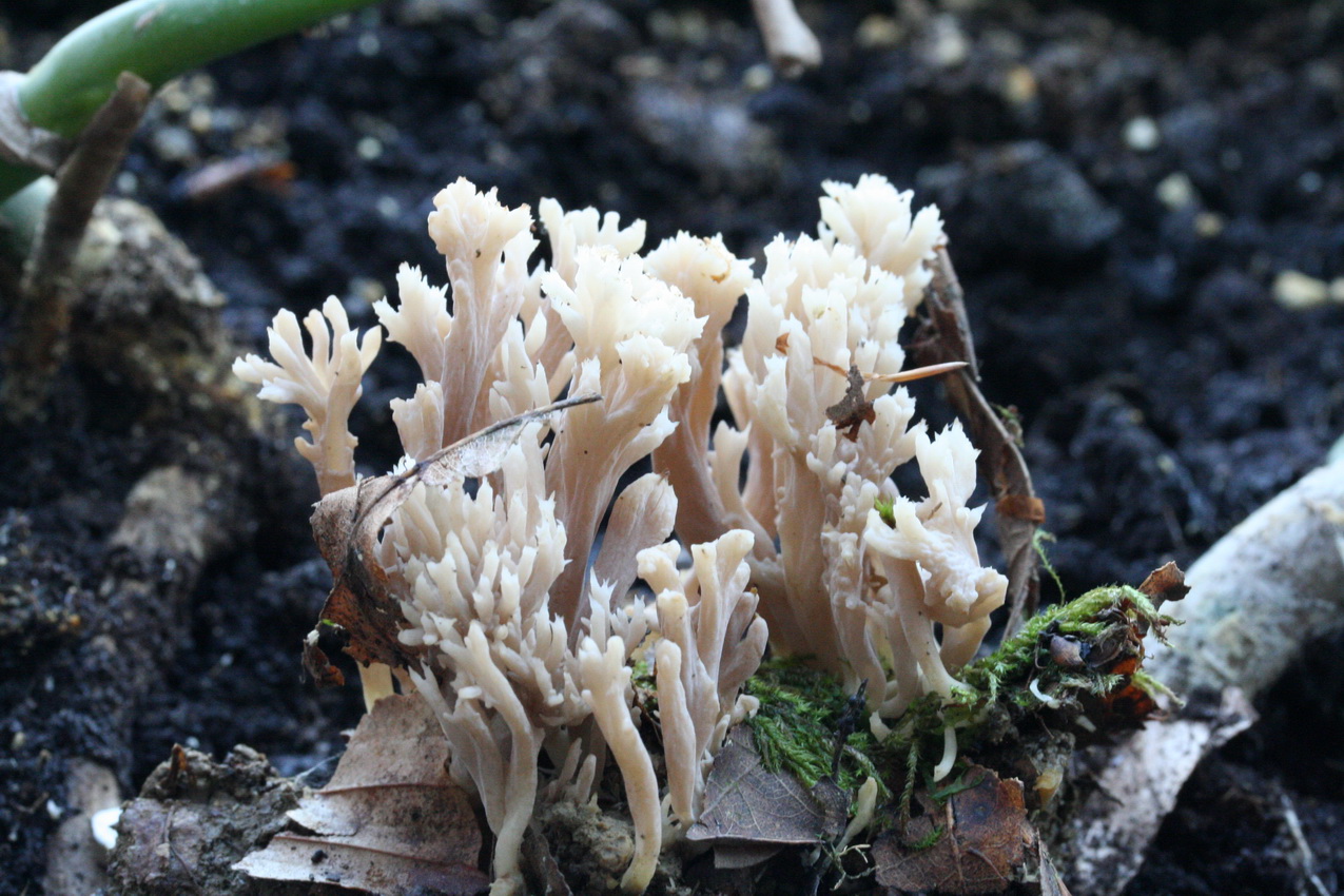 Clavulina cinerea