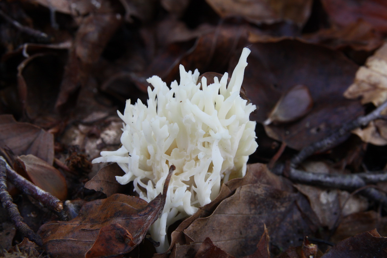Clavulina coralloides