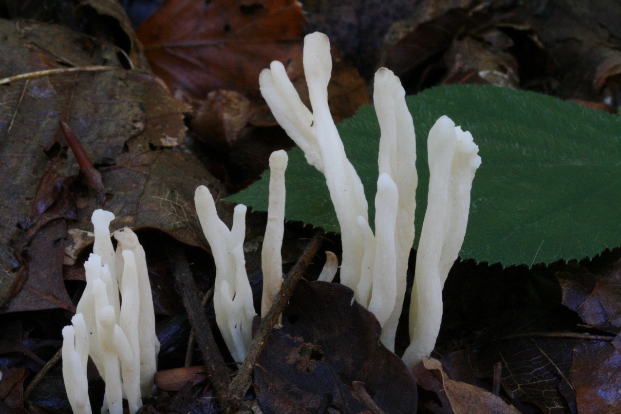 Clavulina rugosa