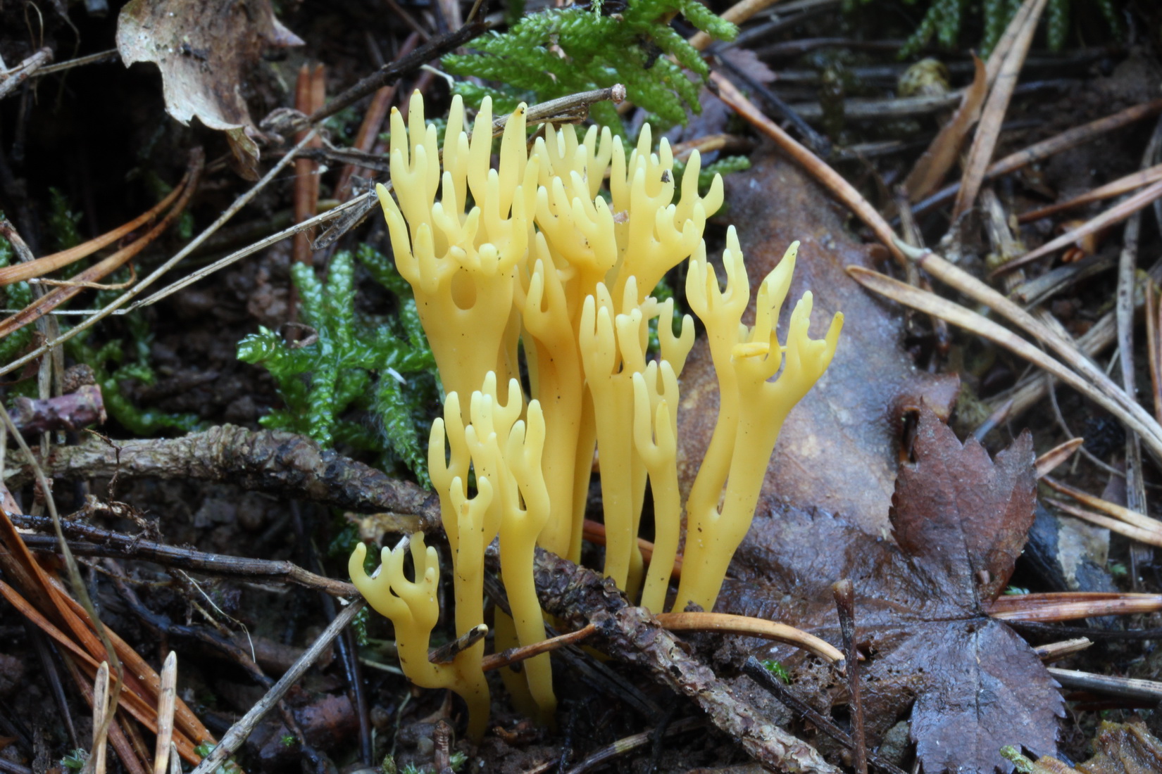 Clavulinopsis corniculata