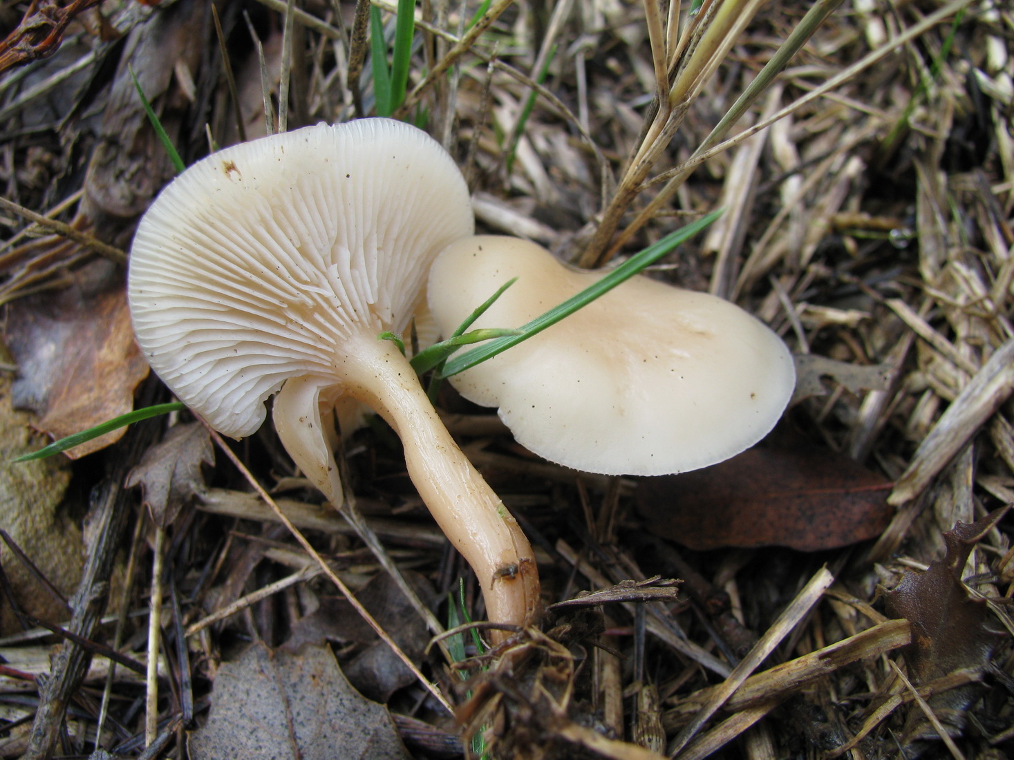 Leucocybe candicans