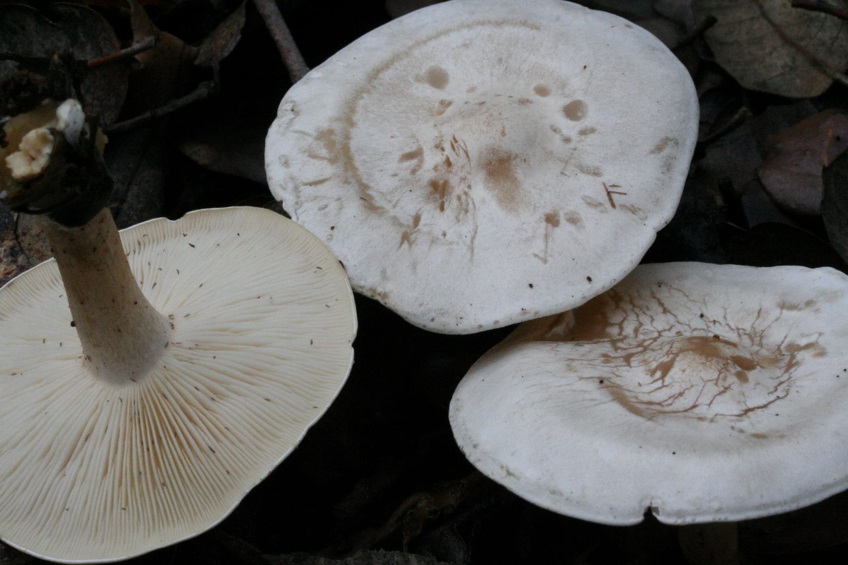 Clitocybe phyllophila