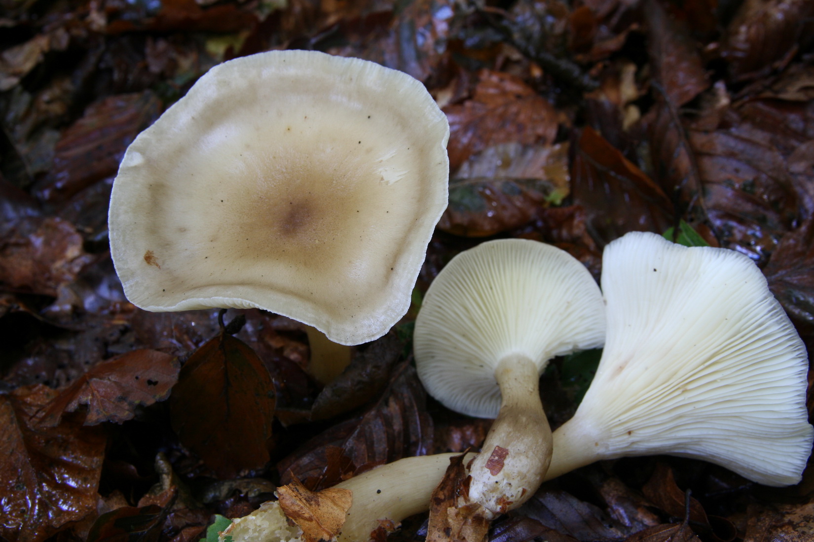 Ampulloclitocybe clavipes