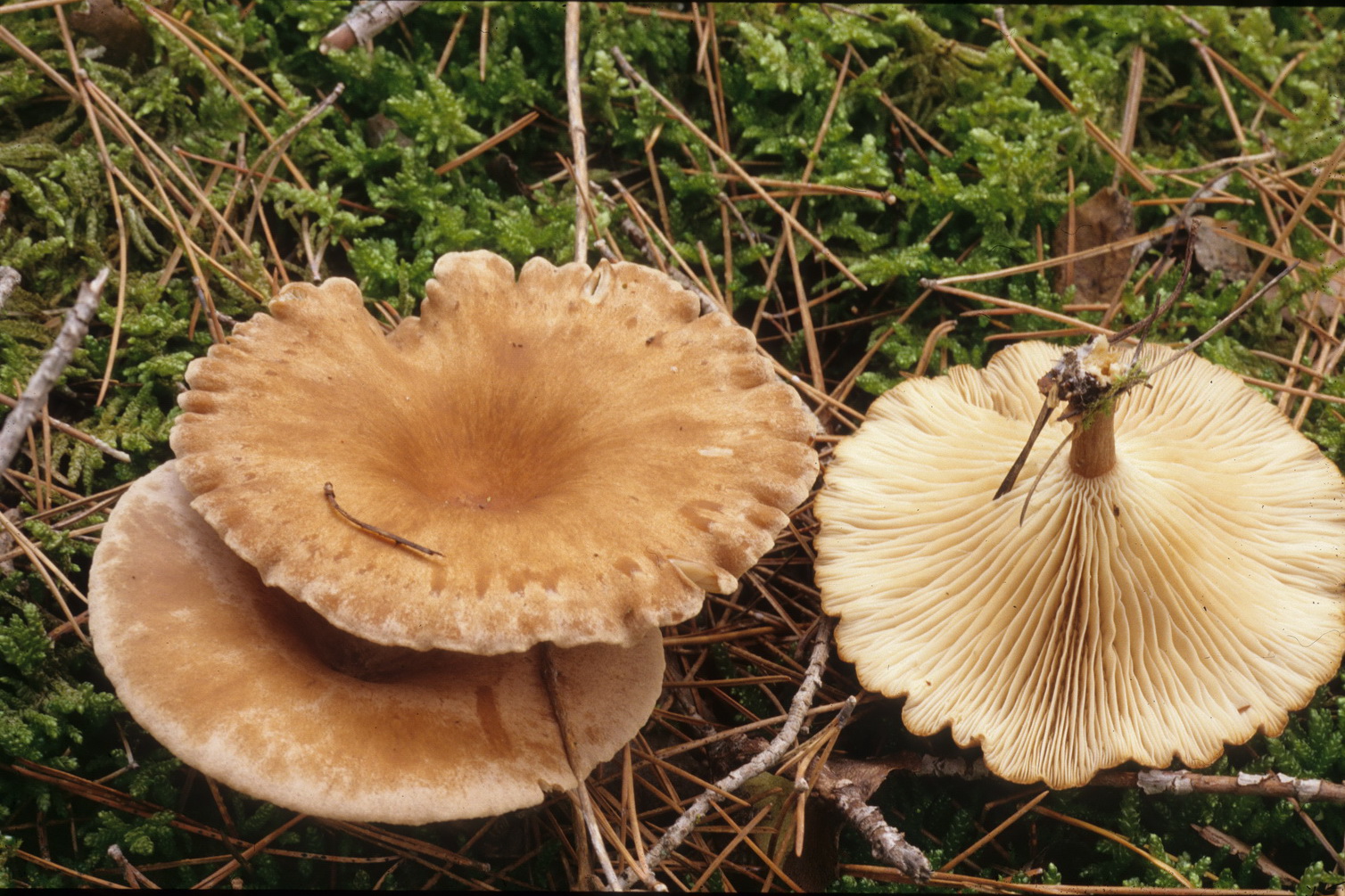 Clitocybe costata