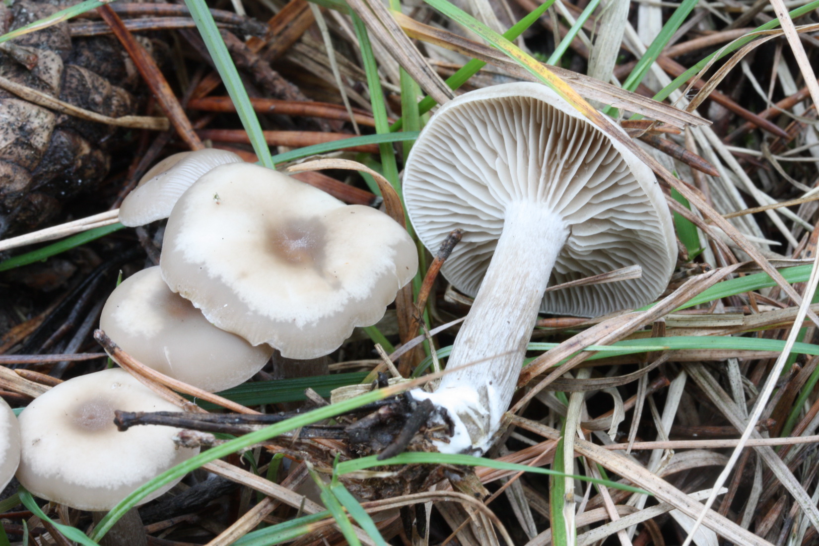 Clitocybe dicolor