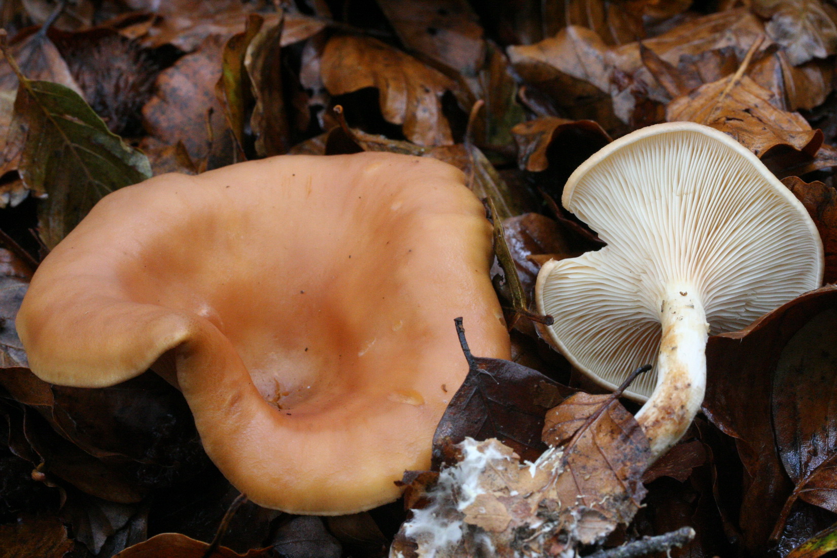 Paralepista flaccida