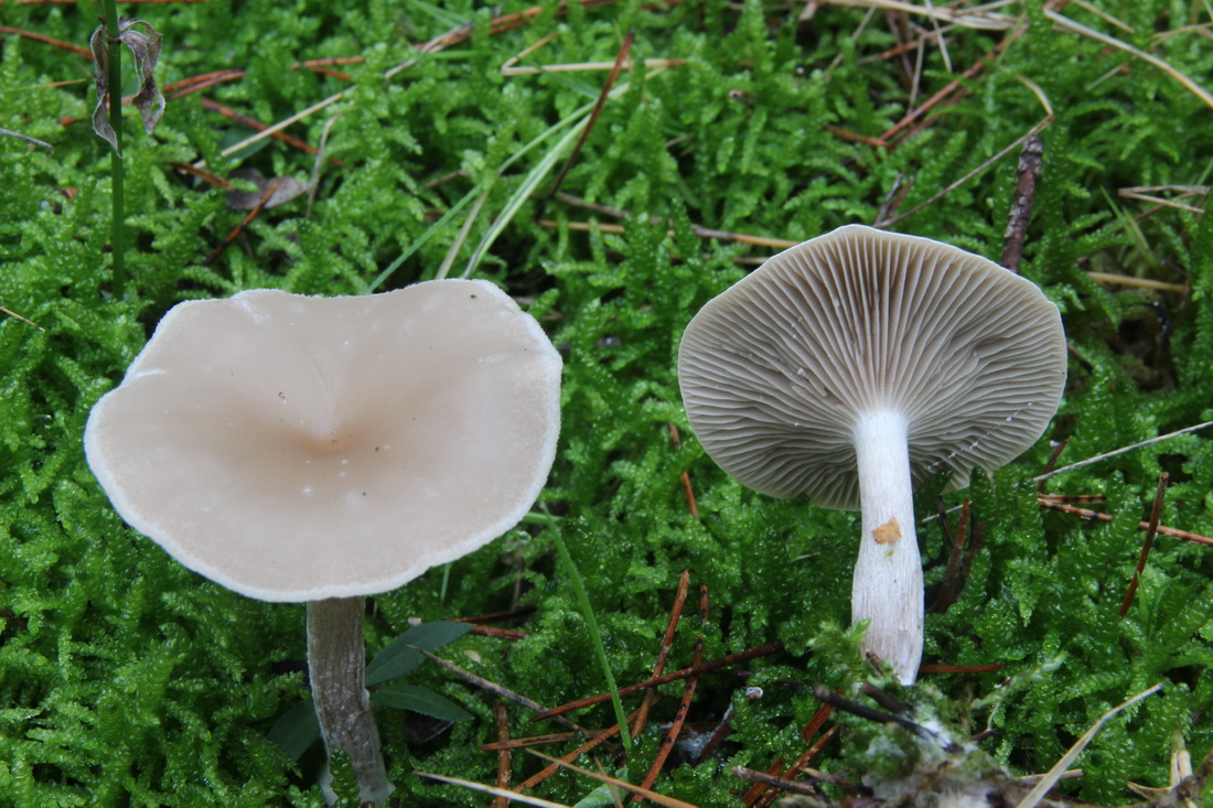 Clitocybe fuligineipes