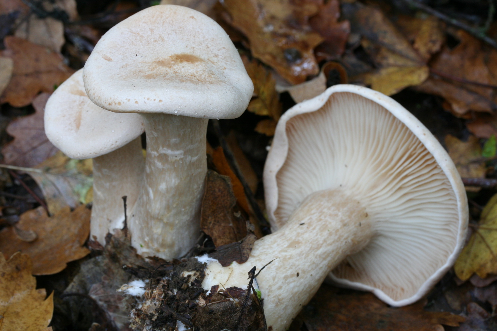 Infundibulicybe geotropa