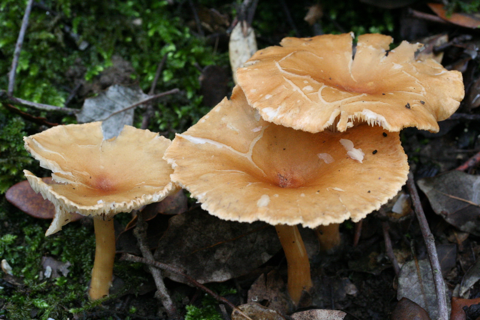 Clitocybe gibba