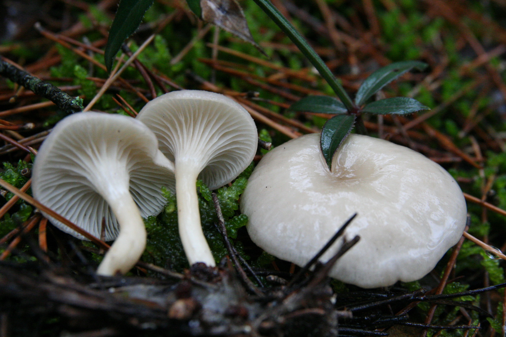 Clitocybe hydrogramma